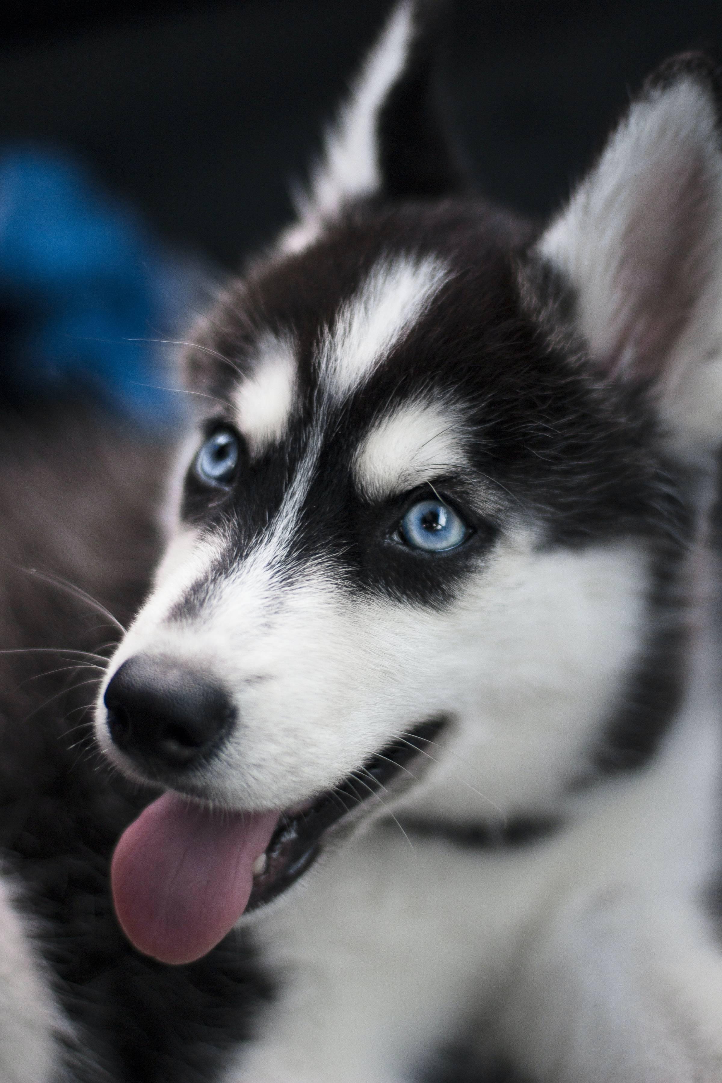 Zdjęcie szczeniaka rasy siberian husky