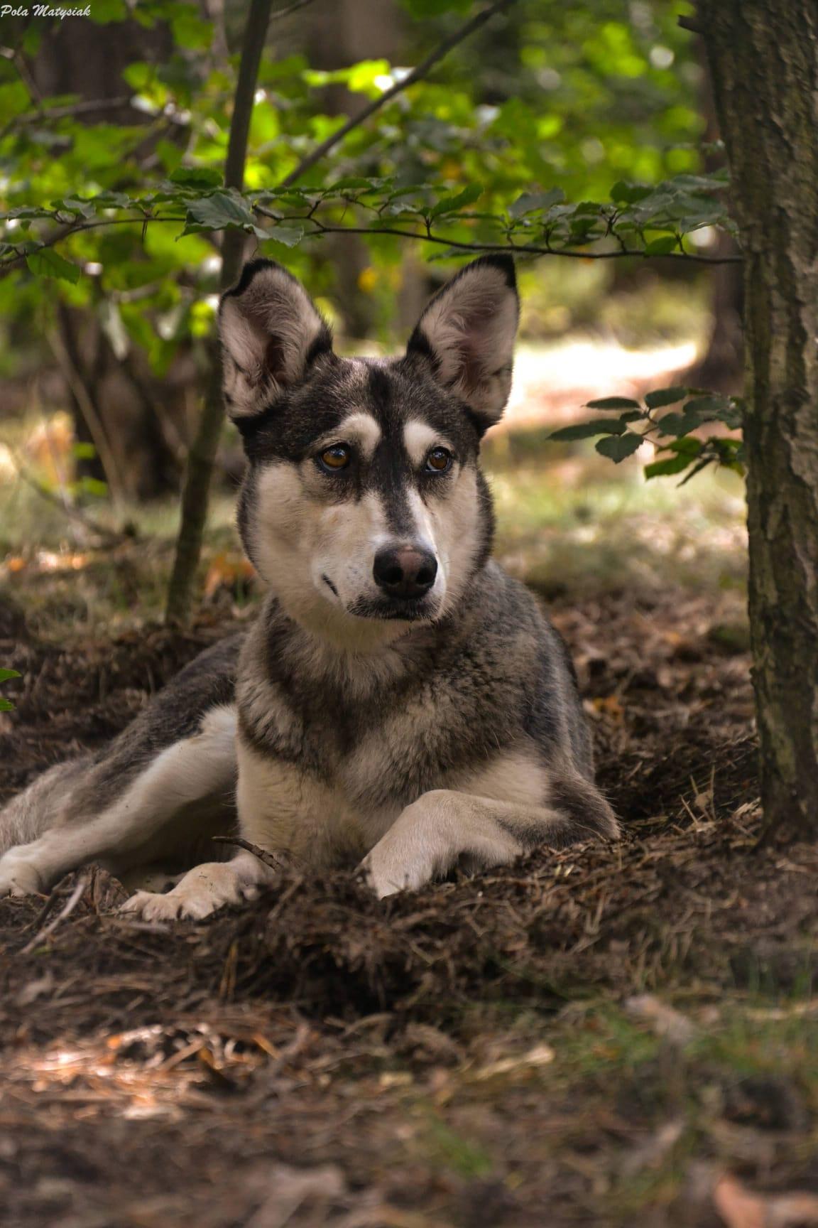Vanie - siberian husky - zdjęcie 1