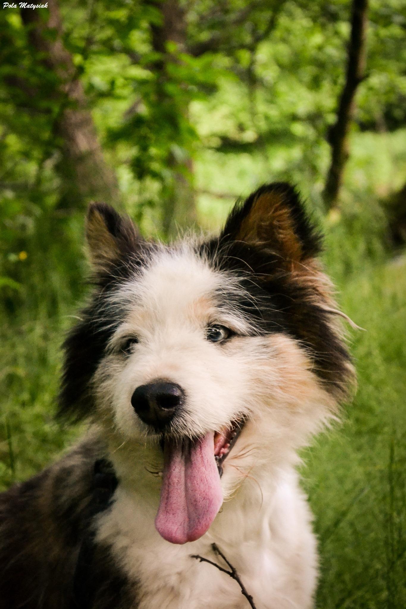Ymir - siberian husky - zdjęcie 1