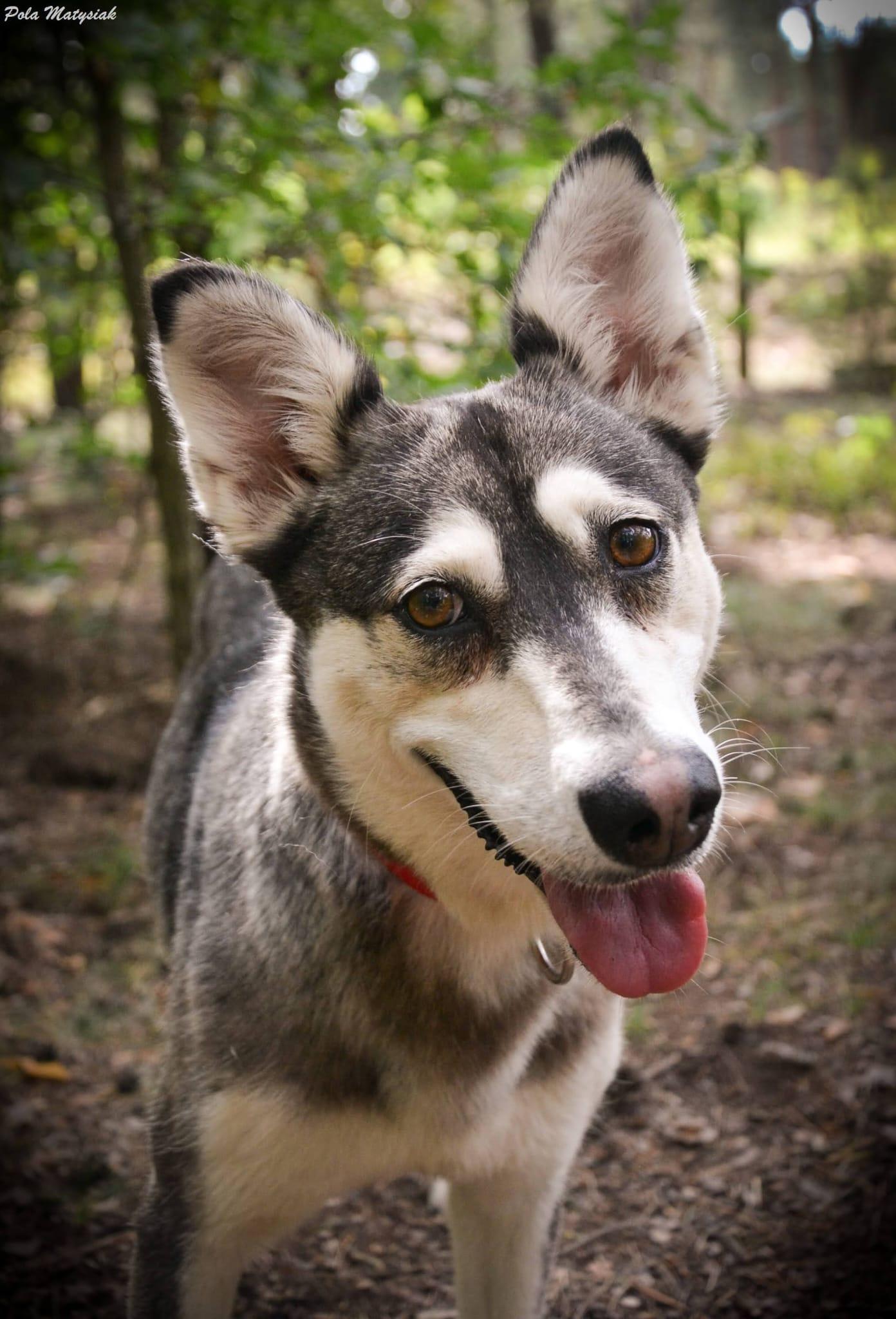 Vanie - siberian husky - zdjęcie 2