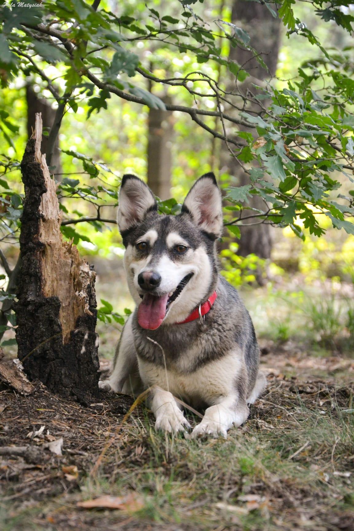 Vanie - siberian husky - zdjęcie 4