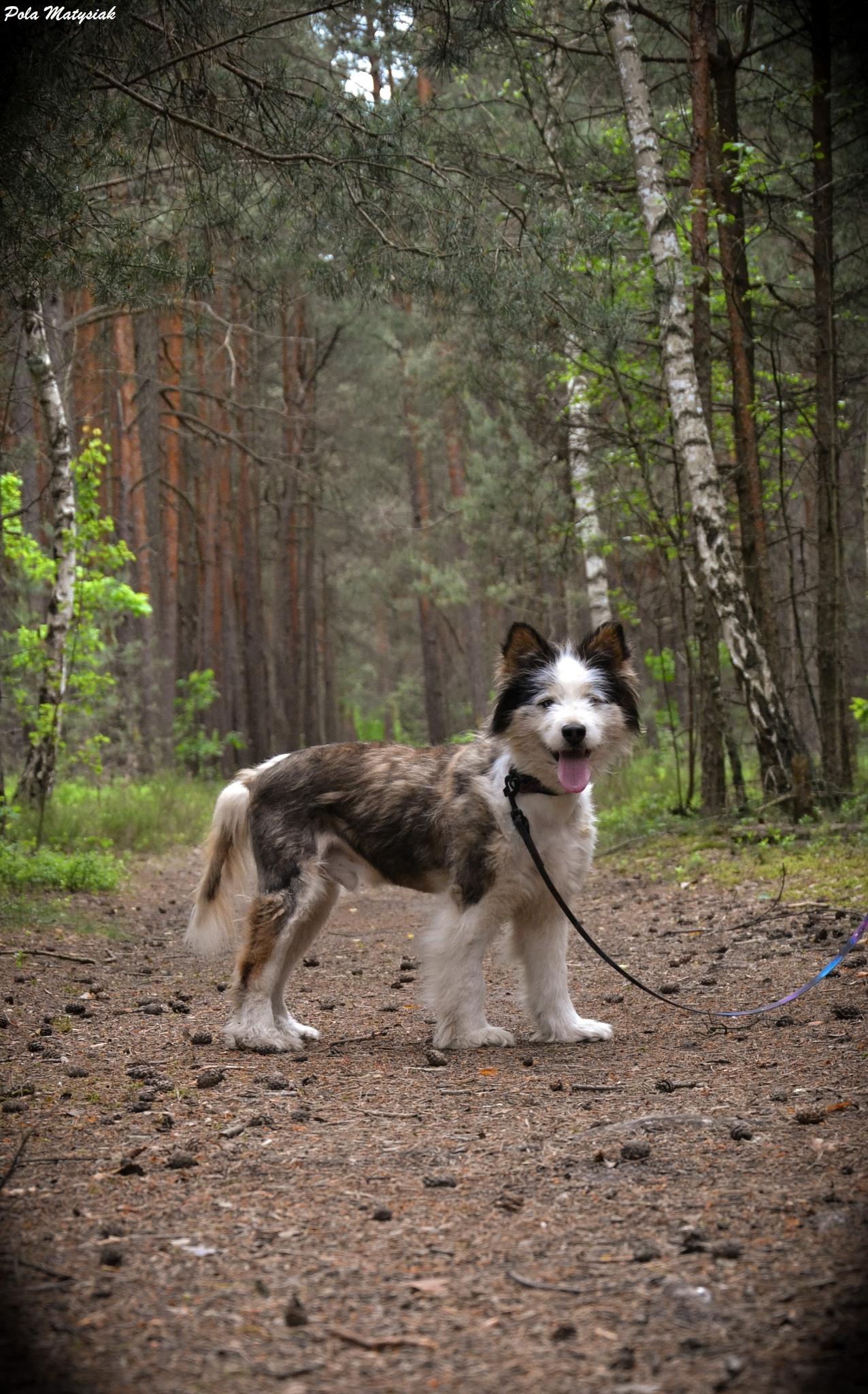 Ymir - siberian husky - zdjęcie 2