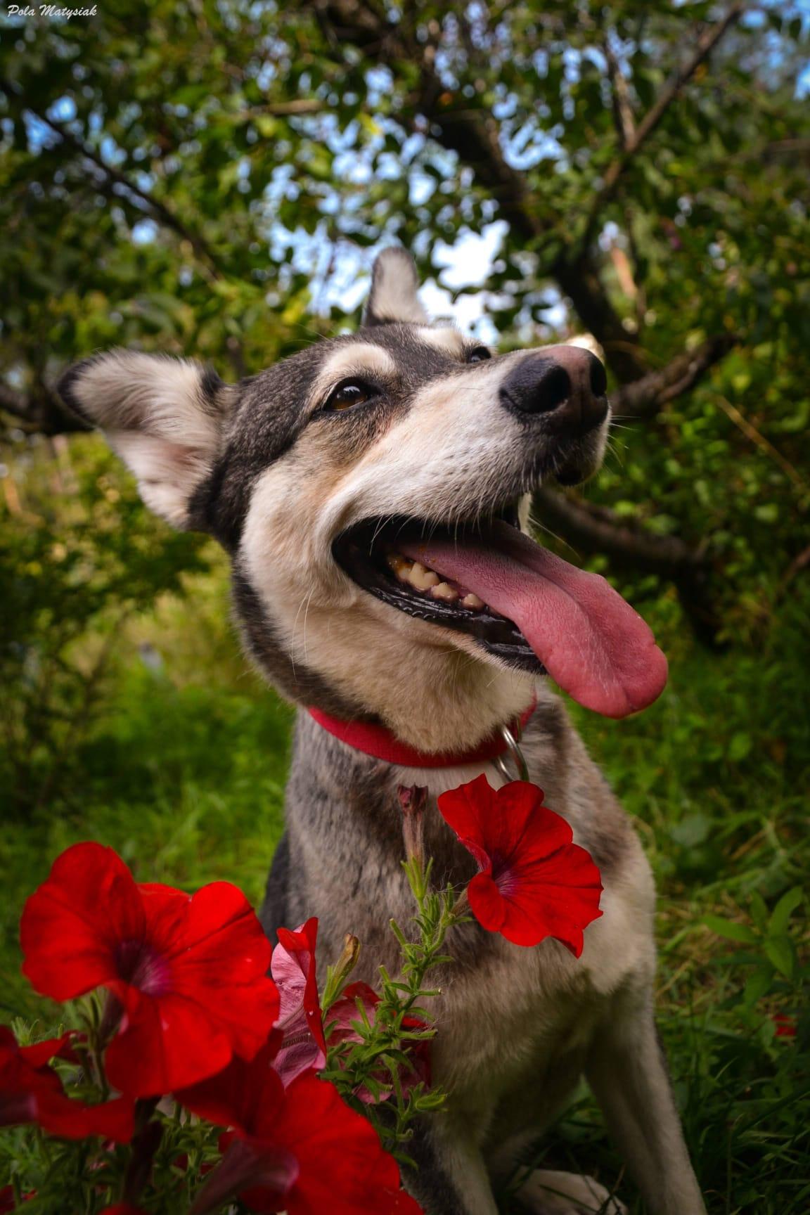 Vanie - siberian husky - zdjęcie 5