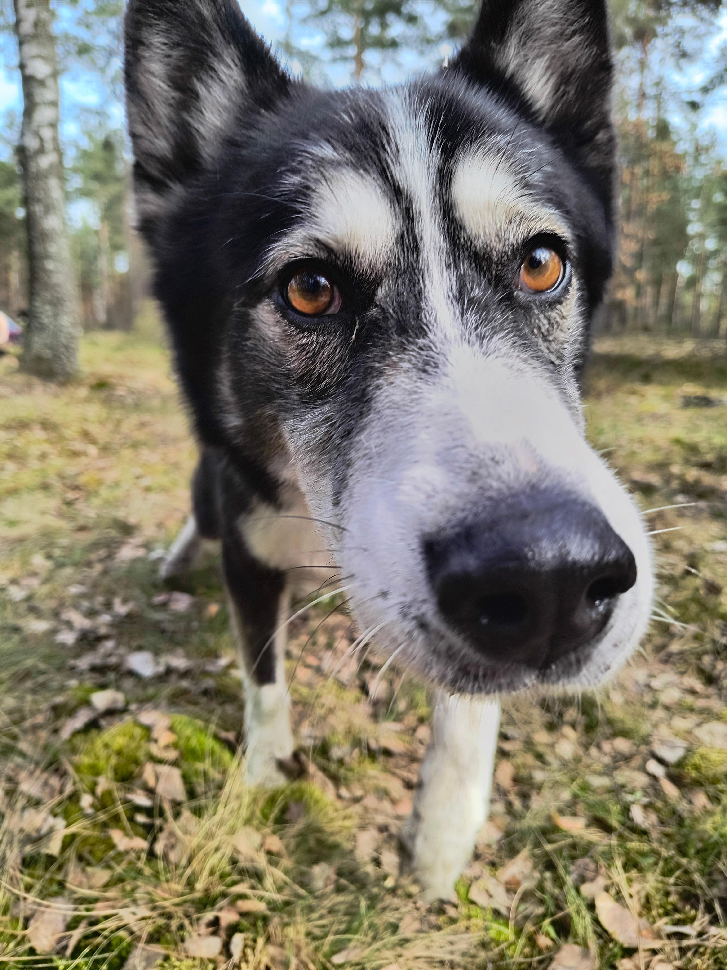 Primer - siberian husky - zdjęcie 1