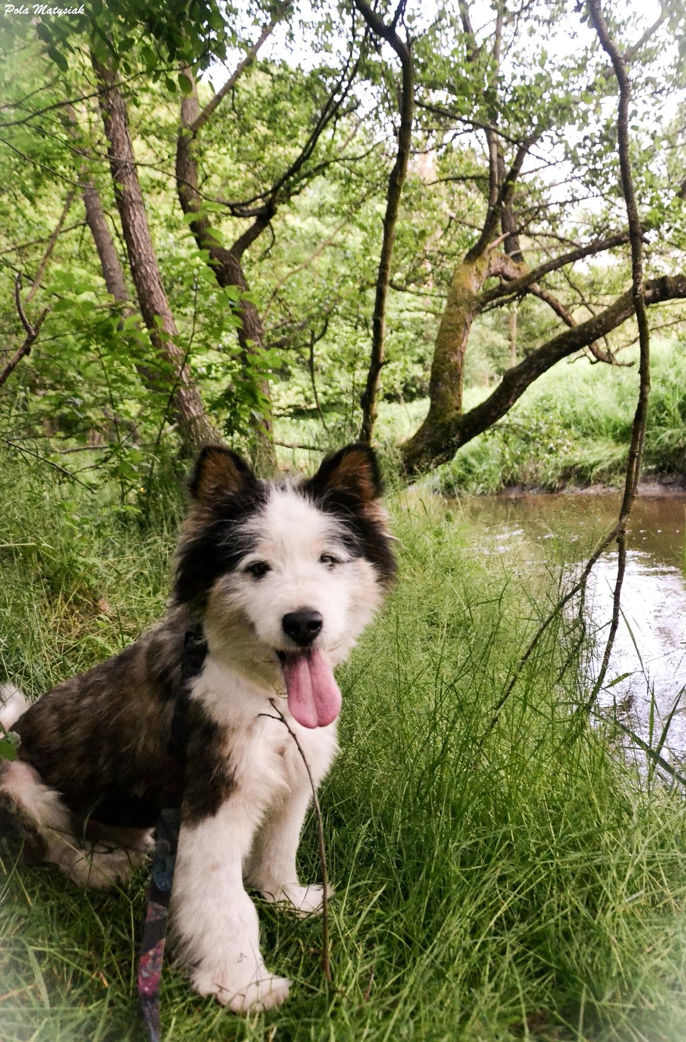 Ymir - siberian husky - zdjęcie 5