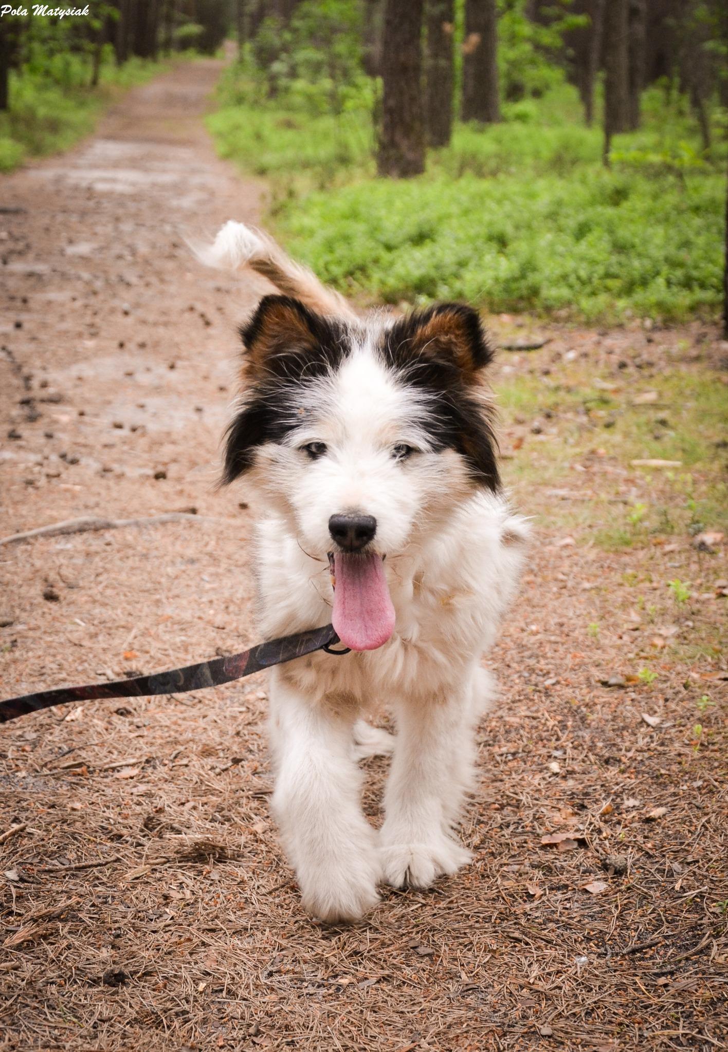 Ymir - siberian husky - zdjęcie 6