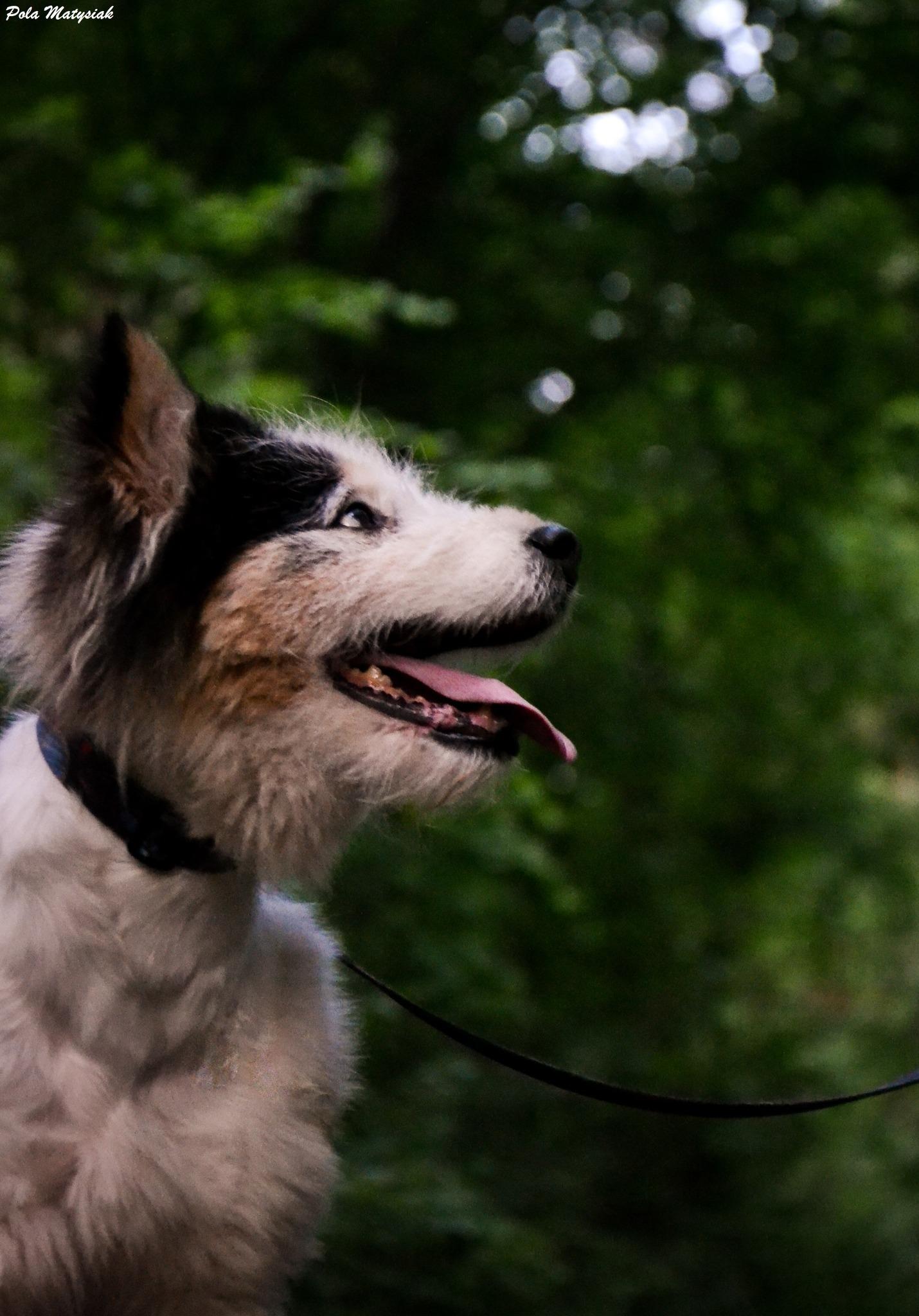 Ymir - siberian husky - zdjęcie 7