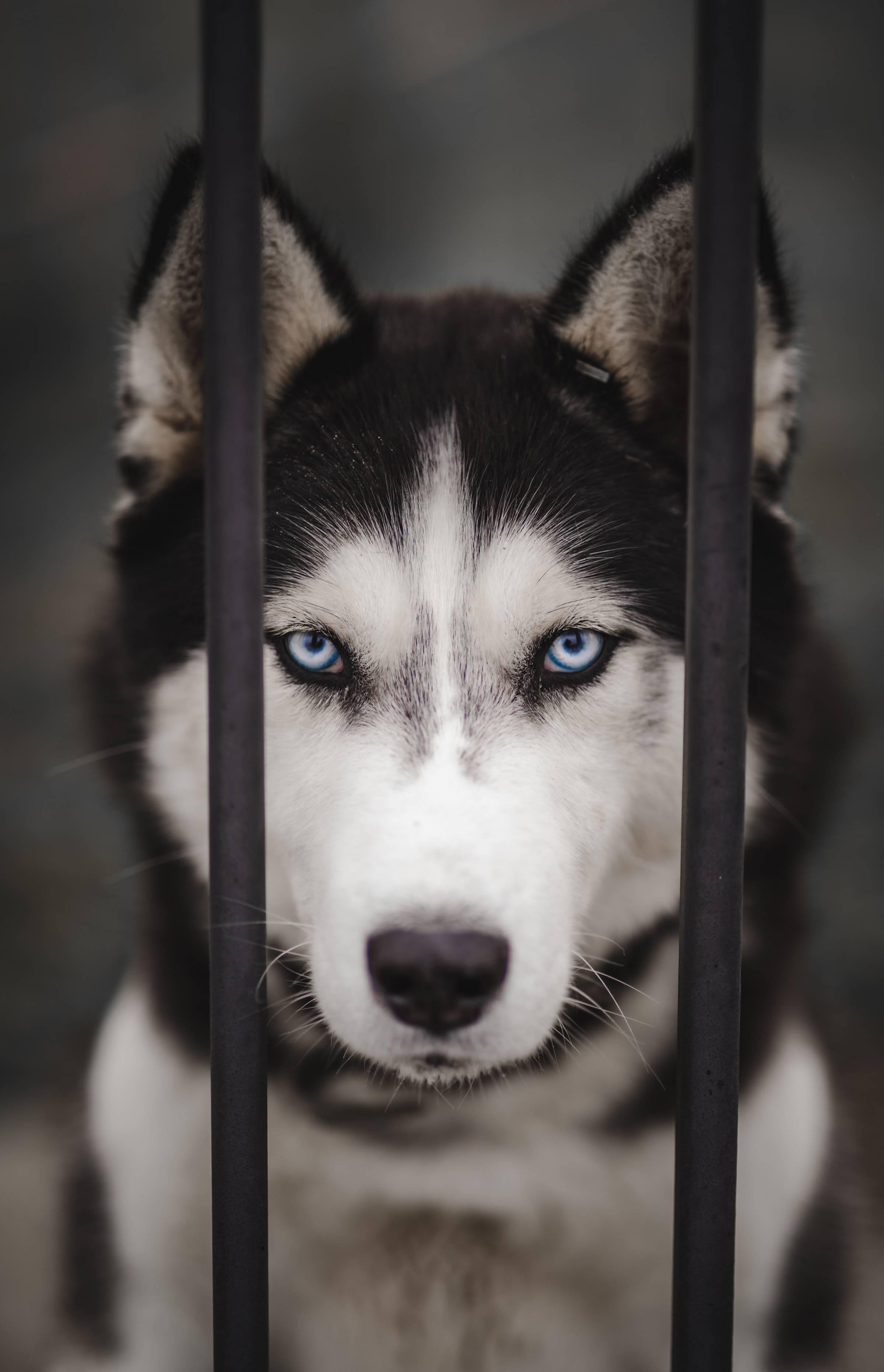 Zdjęcie smutnego psa rasy siberian husky w klatce