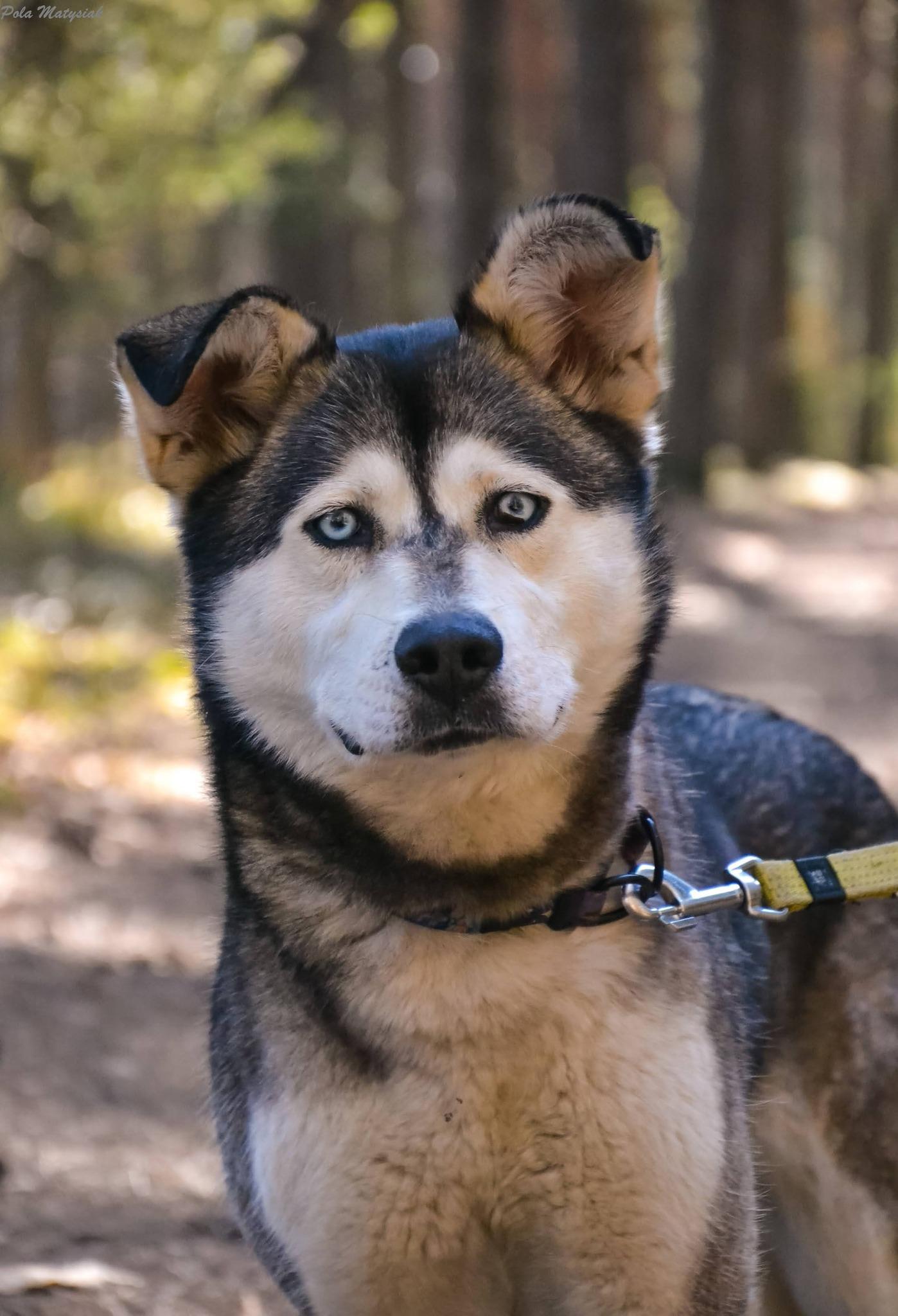 Sunna - siberian husky - zdjęcie 1