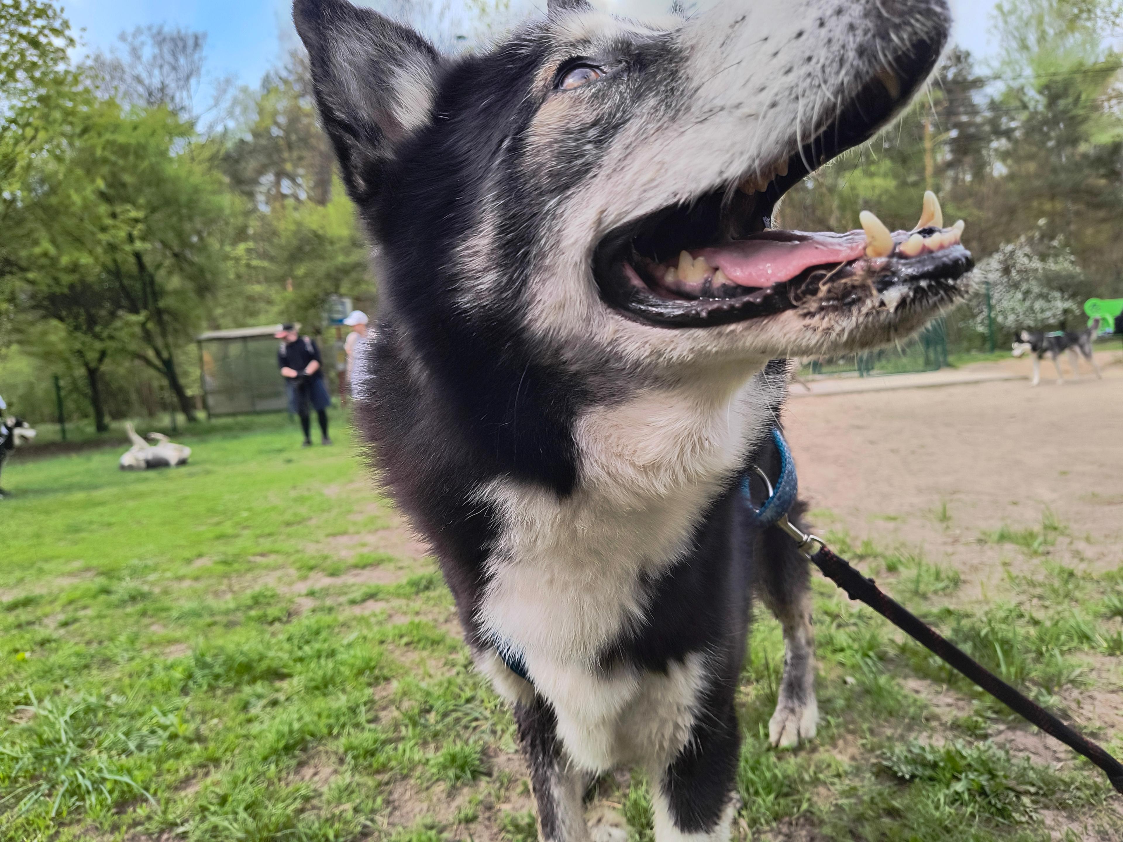 Primer - siberian husky - zdjęcie 2