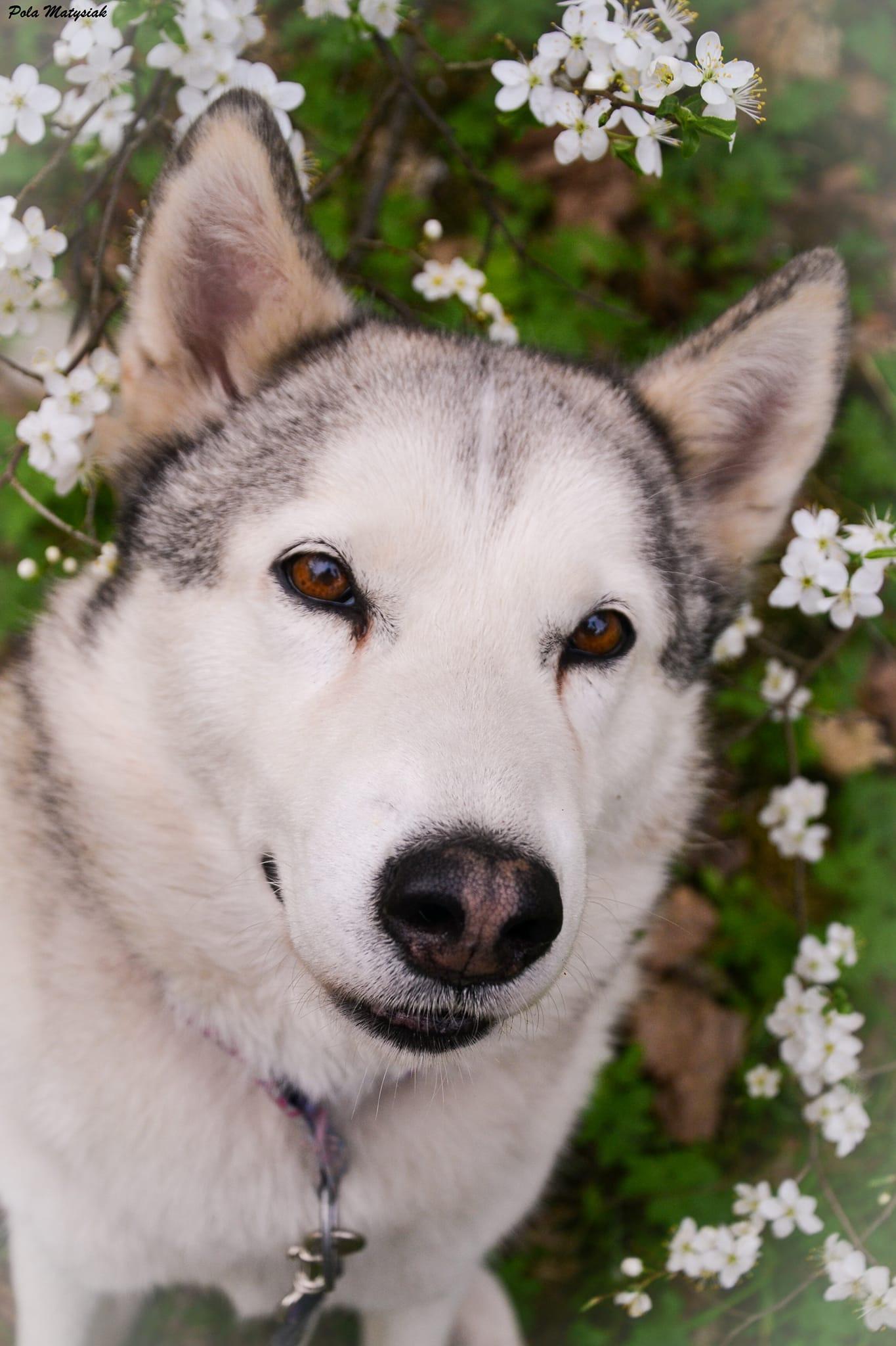 Denali - alaskan malamute - zdjęcie 1