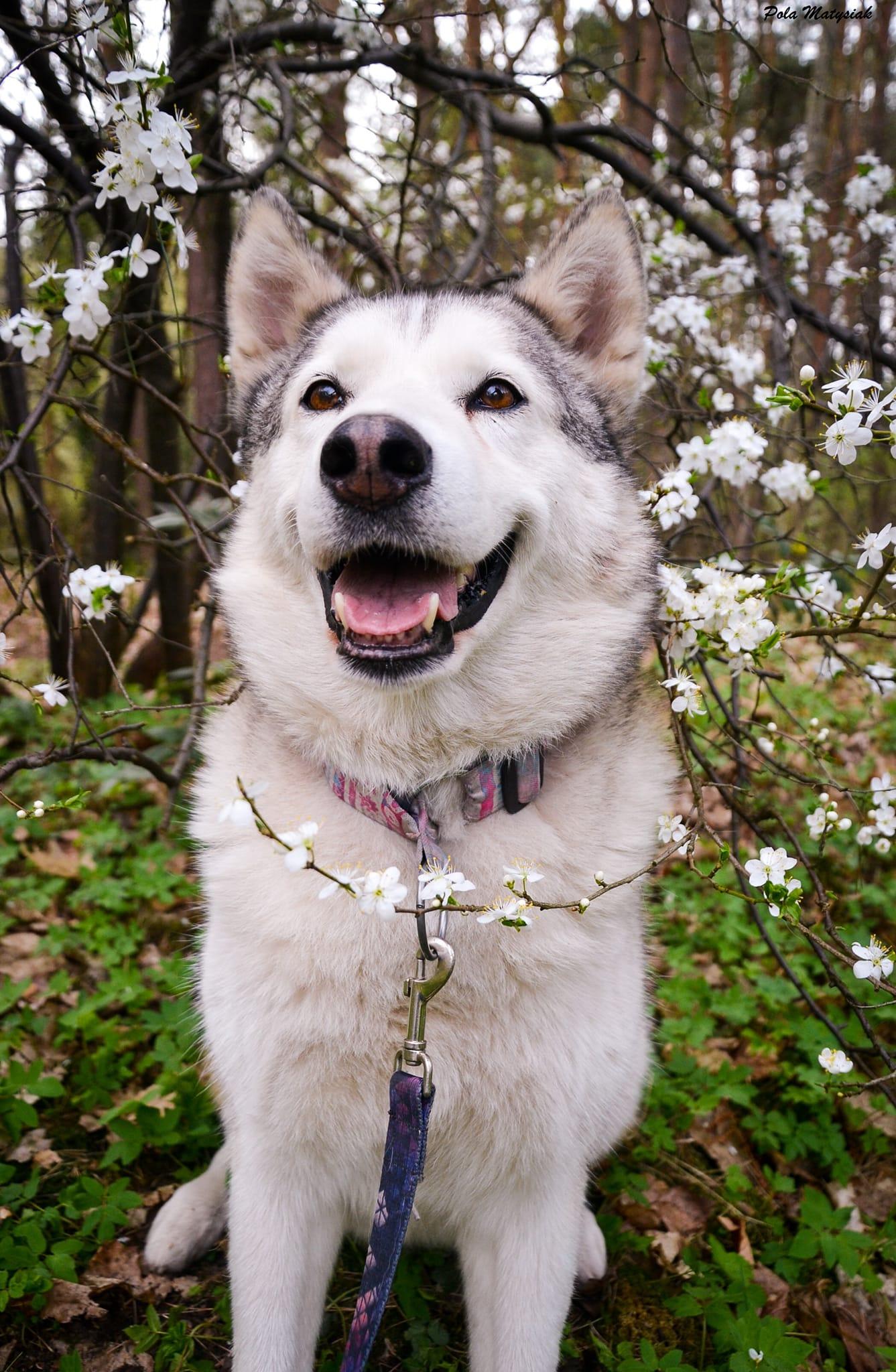 Denali - alaskan malamute - zdjęcie 2