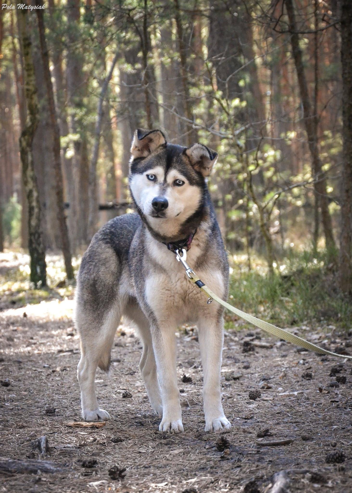 Sunna - siberian husky - zdjęcie 2