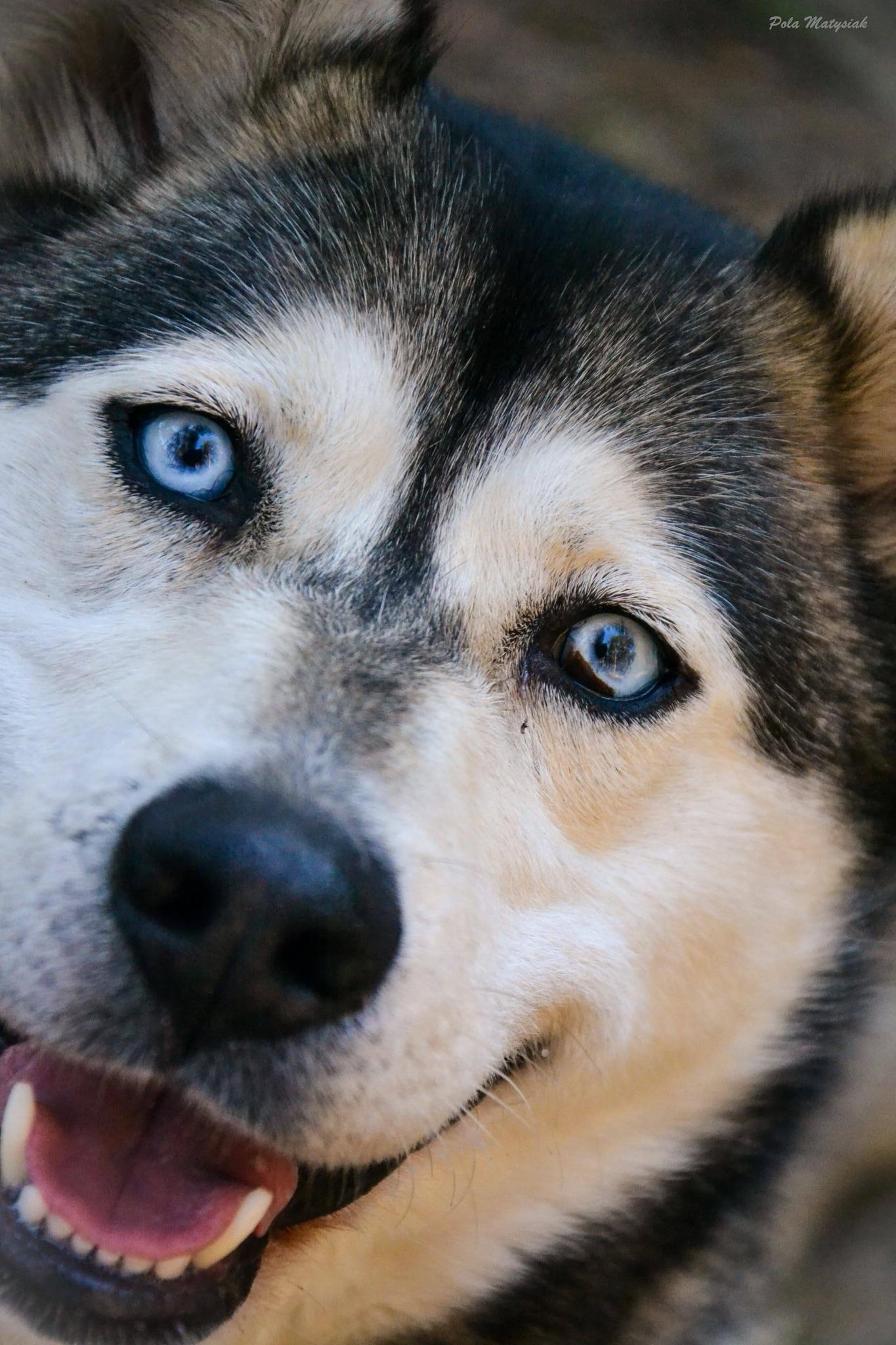 Sunna - siberian husky - zdjęcie 3