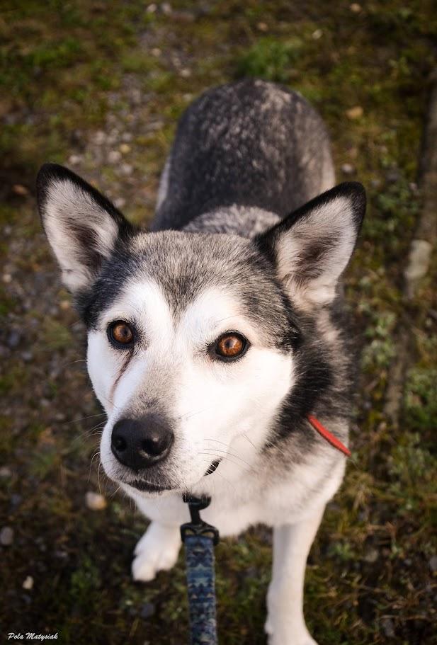 Randy - siberian husky - zdjęcie 4