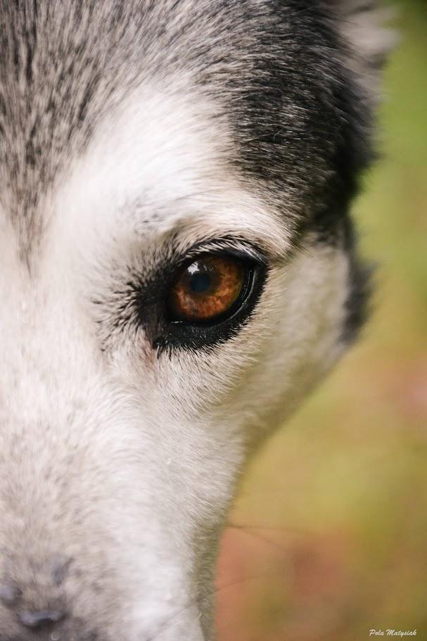 Randy - siberian husky - zdjęcie 5