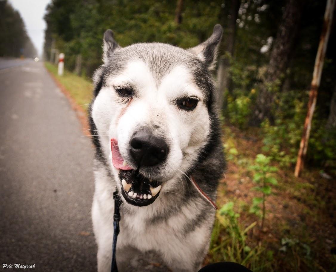 Randy - siberian husky - zdjęcie 6