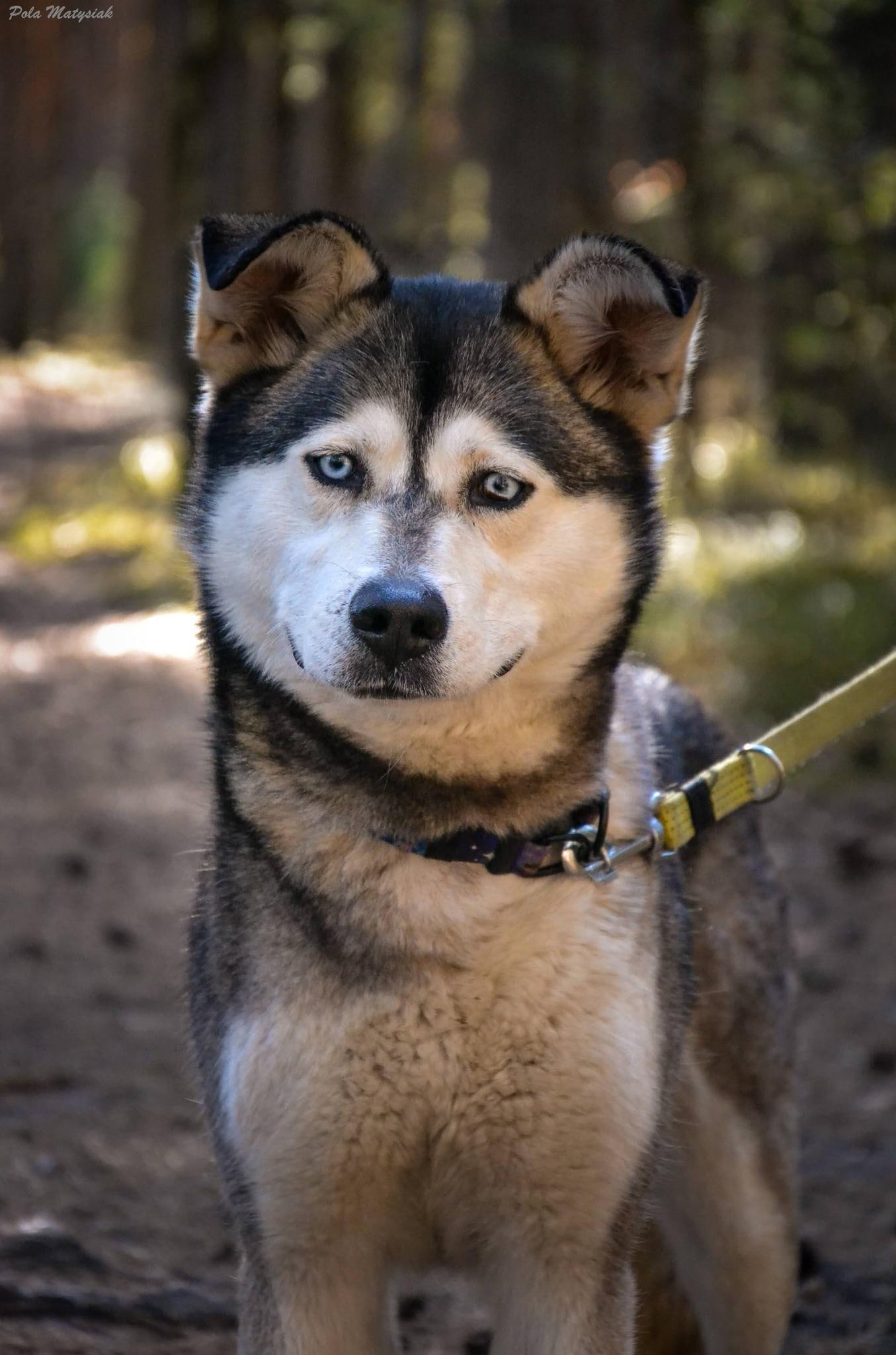 Sunna - siberian husky - zdjęcie 4