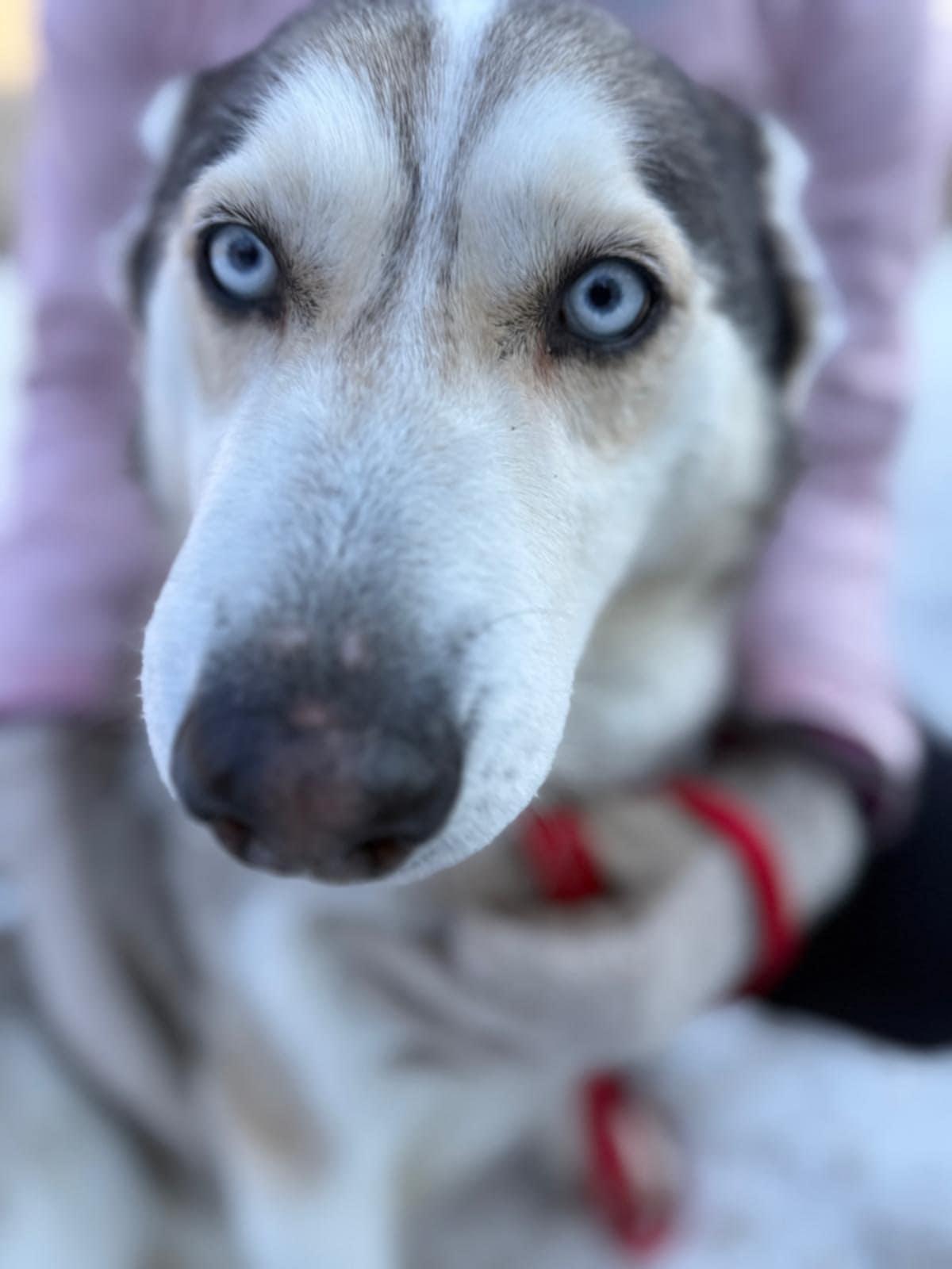 Pepsi - siberian husky - zdjęcie 1