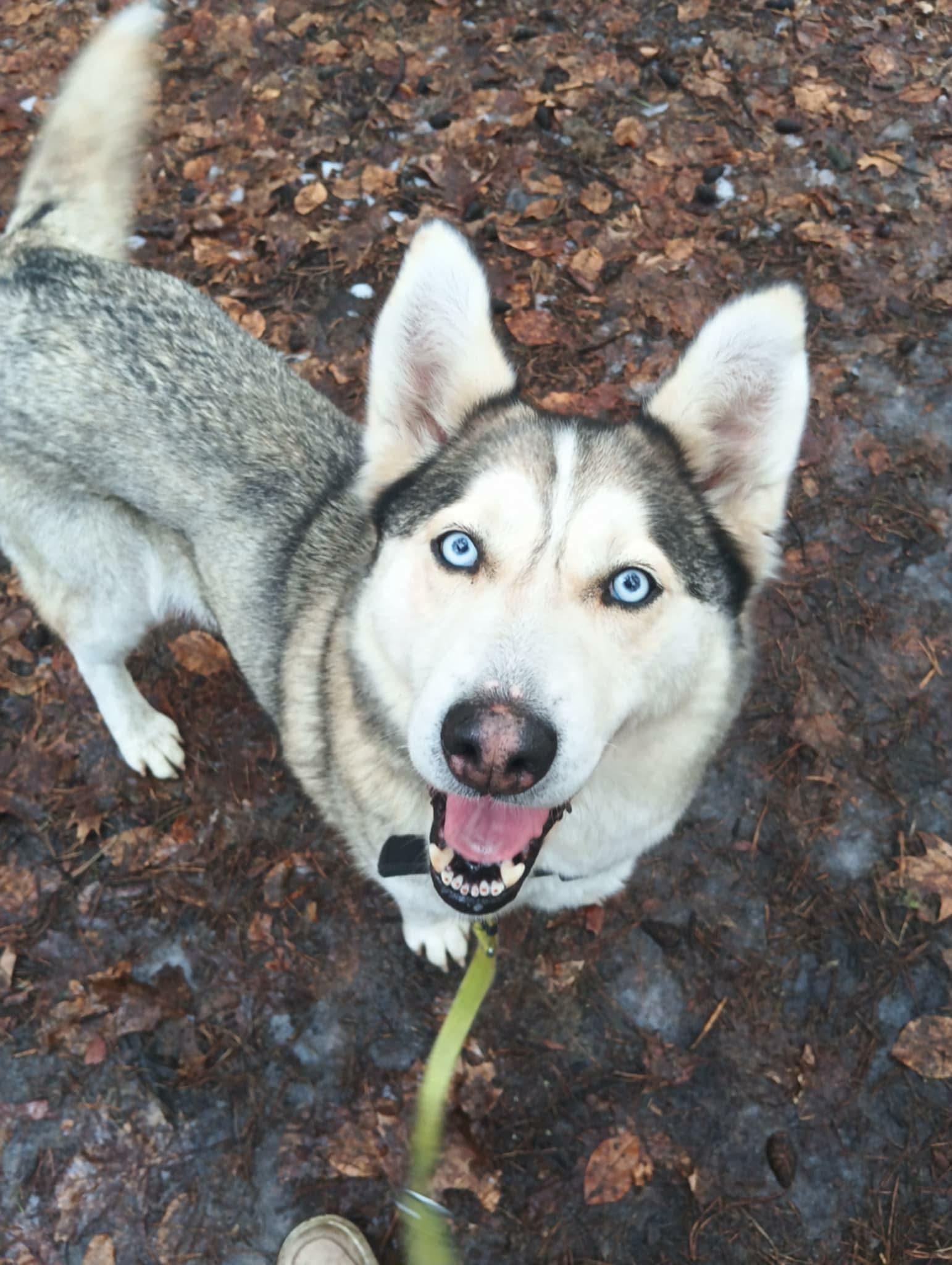 Pepsi - siberian husky - zdjęcie 2