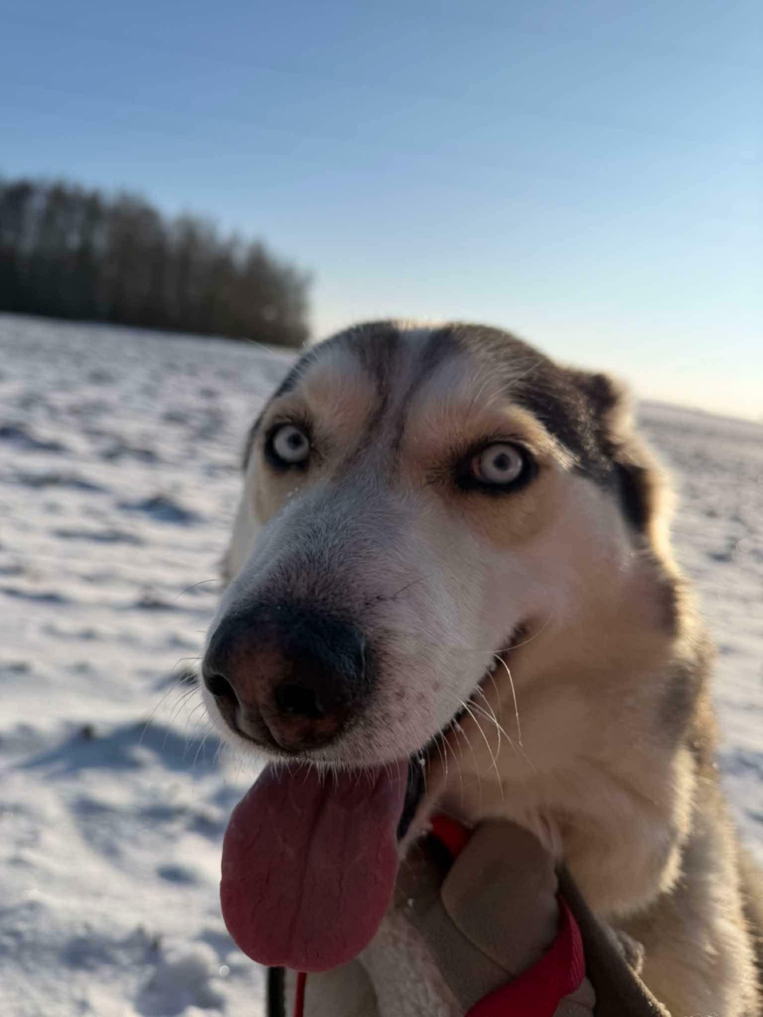Pepsi - siberian husky - zdjęcie 3