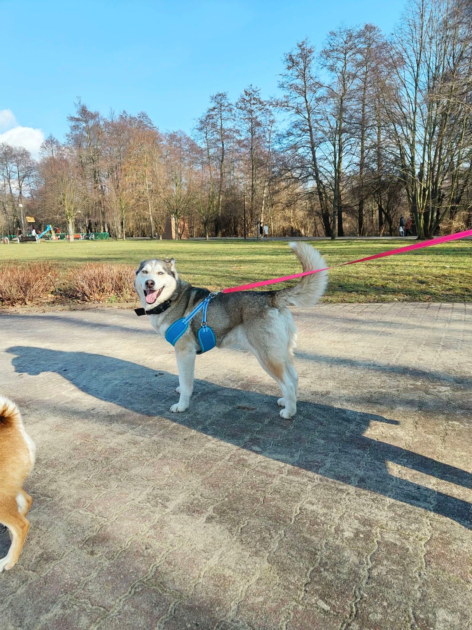 Pepsi - siberian husky - zdjęcie 4